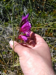 Gladiolus illyricus