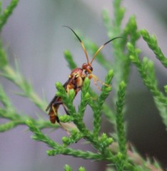 Trogomorpha arrogans