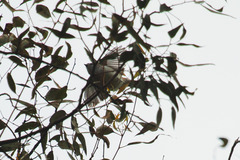 Serpophaga nigricans