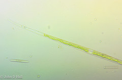Closterium aciculare