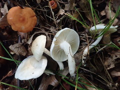 Hygrophorus occidentalis