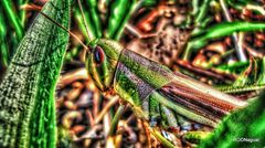 Schistocerca pallens