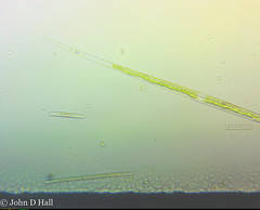 Closterium aciculare