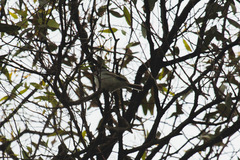 Serpophaga nigricans