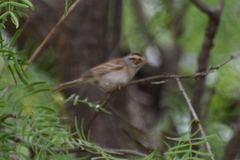 Spizella pallida