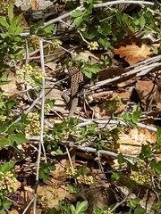 Aspidoscelis tesselatus