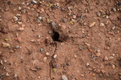 Pogonomyrmex barbatus