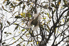 Serpophaga nigricans