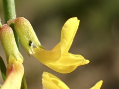 Acmispon glaber glaber