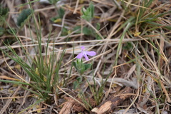 Justicia pilosella