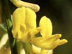 Acmispon glaber glaber