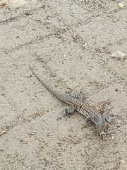 Aspidoscelis exsanguis