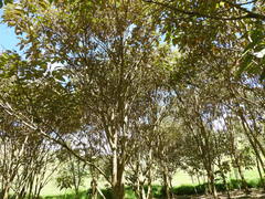 Croton magdalenensis