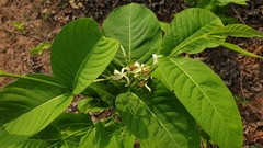 Holarrhena pubescens