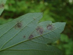 Passalora caulophylli