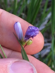Sisyrinchium montanum