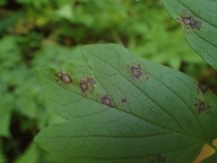 Passalora caulophylli