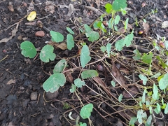 Tropaeolum tuberosum