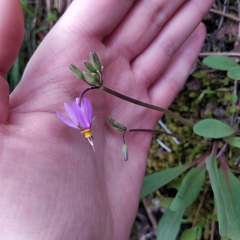 Primula pauciflora cusickii