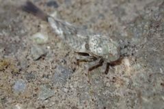 Oniscigaster distans