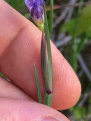 Sisyrinchium montanum