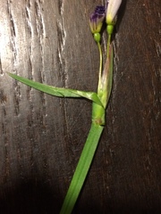 Sisyrinchium montanum