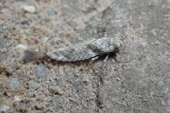 Oniscigaster distans