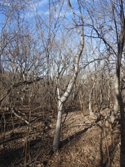 Cochlospermum vitifolium