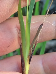 Sisyrinchium montanum