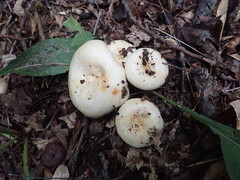 Lactarius yazooensis