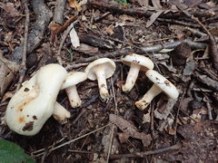 Lactarius yazooensis