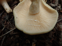 Lactarius yazooensis