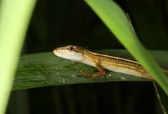 Takydromus stejnegeri