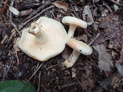 Lactarius yazooensis