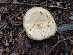 Lactarius yazooensis