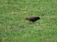 Sturnus vulgaris