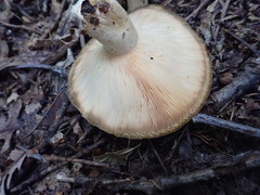 Lactarius yazooensis