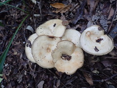 Lactarius yazooensis