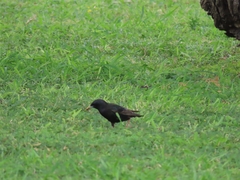 Sturnus vulgaris
