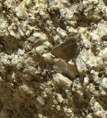 Callophrys mcfarlandi