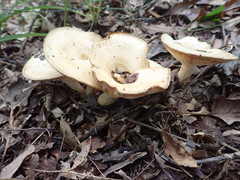 Lactarius yazooensis