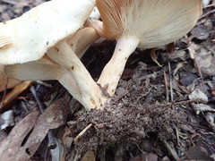 Lactarius yazooensis