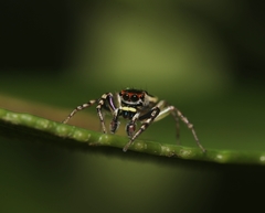 Cytaea plumbeiventris