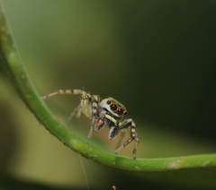Cytaea plumbeiventris