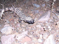 Heloderma suspectum suspectum