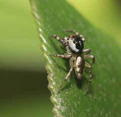 Cytaea plumbeiventris
