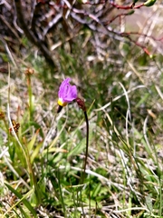 Primula tetrandra