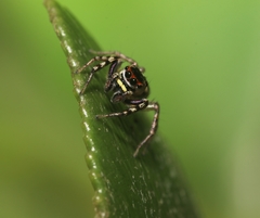 Cytaea plumbeiventris