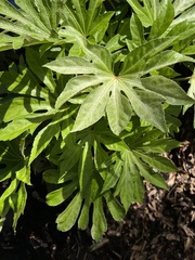 Fatsia