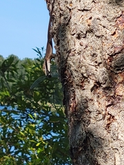 Anolis carolinensis